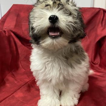 chiot Coton de tulear BIFANE coton LOF disponible Domaine de la Chantelaie
