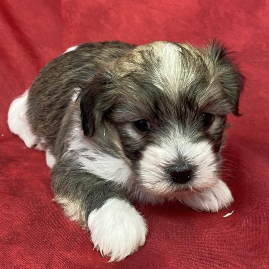 chiot Coton de tulear BOUBOU coton LOF à réserver Domaine de la Chantelaie