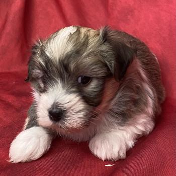 chiot Coton de tulear BOUBOU coton LOF à réserver Domaine de la Chantelaie