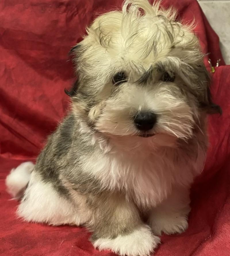 BOUBOU coton LOF disponible Mâle Coton de tulear