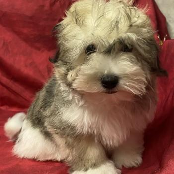 chiot Coton de tulear BOUBOU coton LOF disponible Domaine de la Chantelaie
