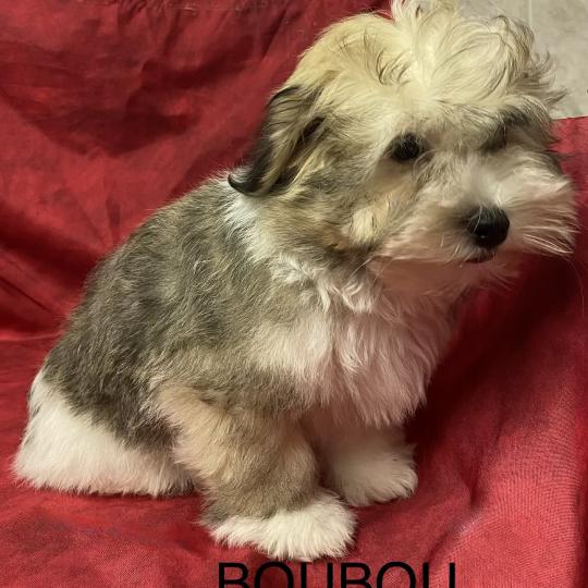 chiot Coton de tulear BOUBOU coton LOF disponible Domaine de la Chantelaie