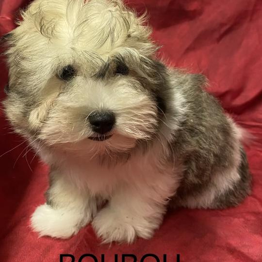 chiot Coton de tulear BOUBOU coton LOF disponible Domaine de la Chantelaie