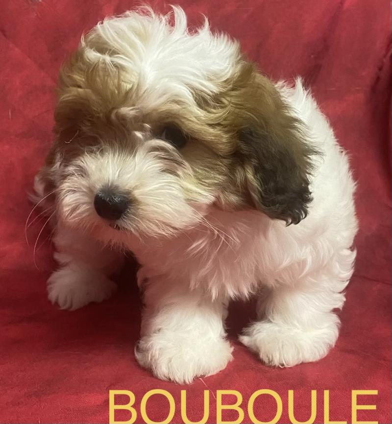 BOUBOULE Coton disponible Femelle Coton de tulear