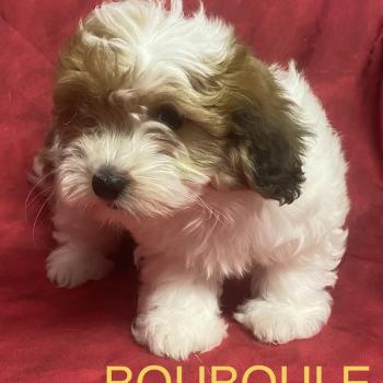 chiot Coton de tulear BOUBOULE Coton disponible Domaine de la Chantelaie
