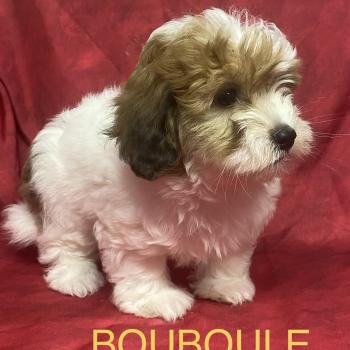 chiot Coton de tulear BOUBOULE Coton disponible Domaine de la Chantelaie