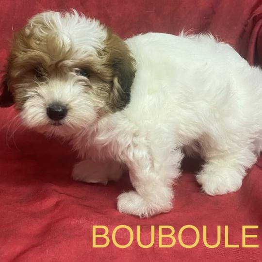 chiot Coton de tulear BOUBOULE Coton disponible Domaine de la Chantelaie
