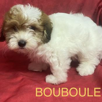 chiot Coton de tulear BOUBOULE Coton disponible Domaine de la Chantelaie