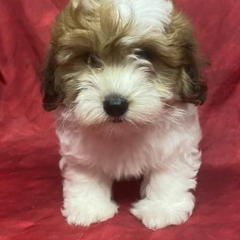 chiot Coton de tulear BOUBOULE Coton disponible Domaine de la Chantelaie