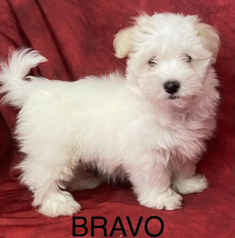 BRAVO Coton LOF disponible Mâle Coton de tulear