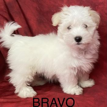 chiot Coton de tulear BRAVO Coton LOF disponible Domaine de la Chantelaie