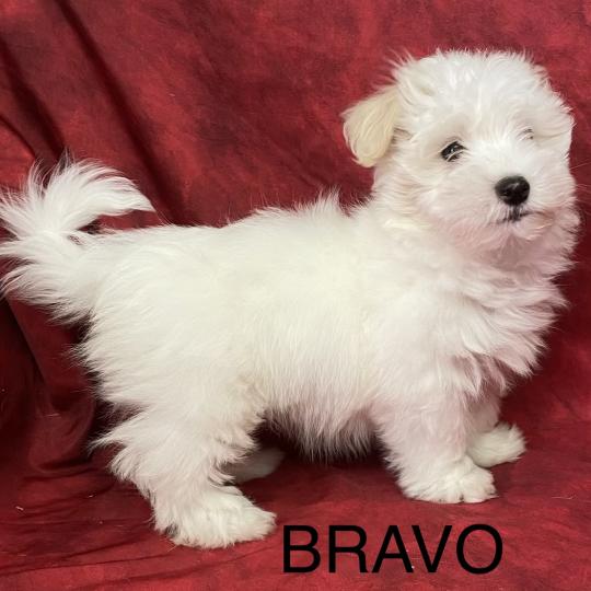 chiot Coton de tulear BRAVO Coton LOF disponible Domaine de la Chantelaie