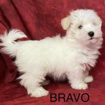 chiot Coton de tulear BRAVO Coton LOF disponible Domaine de la Chantelaie