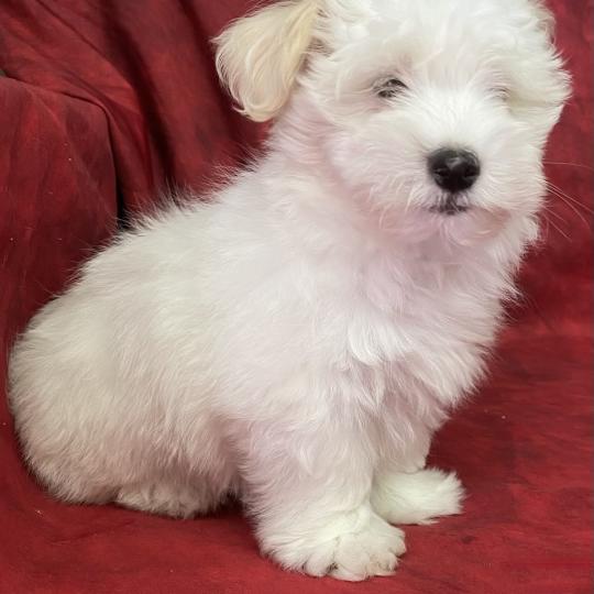 chiot Coton de tulear BRAVO Coton LOF disponible Domaine de la Chantelaie