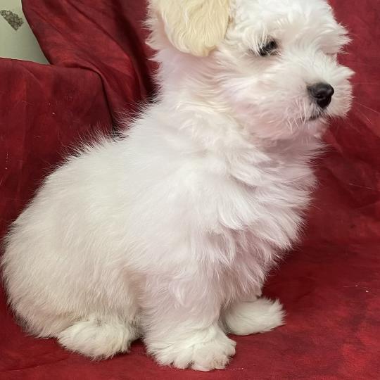 chiot Coton de tulear BRAVO Coton LOF disponible Domaine de la Chantelaie