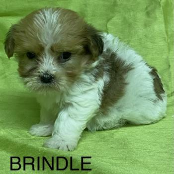 chiot Coton de tulear BRINDLE coton DISPONIBLE Domaine de la Chantelaie