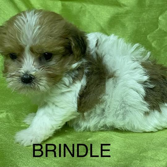 chiot Coton de tulear BRINDLE coton DISPONIBLE Domaine de la Chantelaie