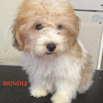 chiot Coton de tulear BRINDLE mini coton DISPONIBLE Domaine de la Chantelaie