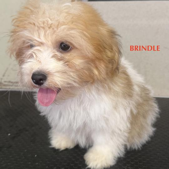 chiot Coton de tulear BRINDLE mini coton DISPONIBLE Domaine de la Chantelaie