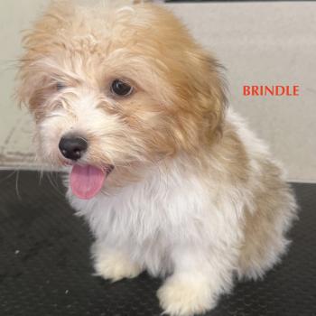 chiot Coton de tulear BRINDLE mini coton DISPONIBLE Domaine de la Chantelaie