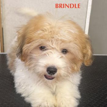 chiot Coton de tulear BRINDLE mini coton DISPONIBLE Domaine de la Chantelaie