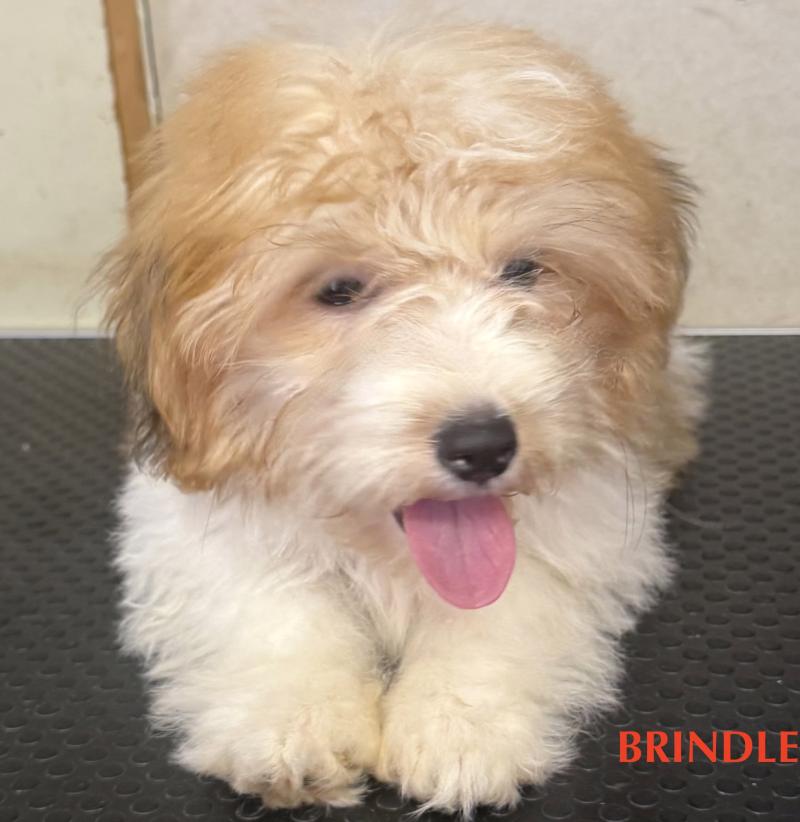 BRINDLE mini coton DISPONIBLE Femelle Coton de tulear