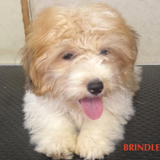BRINDLE mini coton DISPONIBLE Femelle Coton de tulear