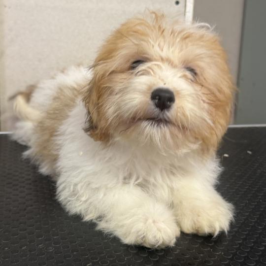 chiot Coton de tulear BRINDLE mini coton DISPONIBLE Domaine de la Chantelaie