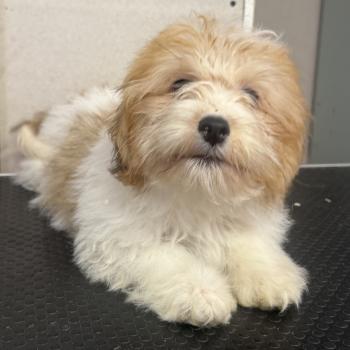 chiot Coton de tulear BRINDLE mini coton DISPONIBLE Domaine de la Chantelaie