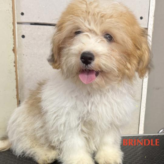 chiot Coton de tulear BRINDLE mini coton DISPONIBLE Domaine de la Chantelaie