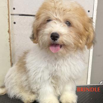 chiot Coton de tulear BRINDLE mini coton DISPONIBLE Domaine de la Chantelaie
