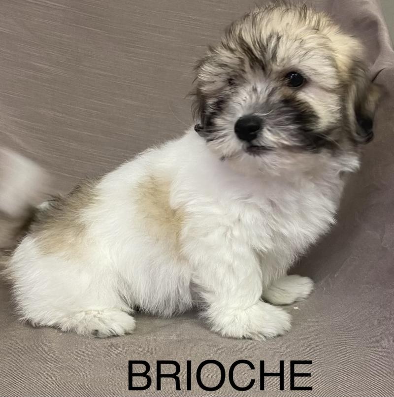 BRIOCHE Coton LOF disponible Femelle Coton de tulear