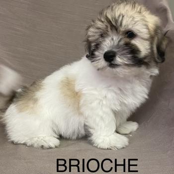 chiot Coton de tulear BRIOCHE Coton LOF disponible Domaine de la Chantelaie