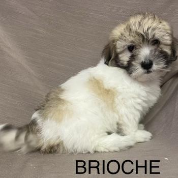 chiot Coton de tulear BRIOCHE Coton LOF disponible Domaine de la Chantelaie