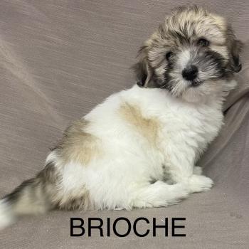 chiot Coton de tulear BRIOCHE Coton LOF disponible Domaine de la Chantelaie