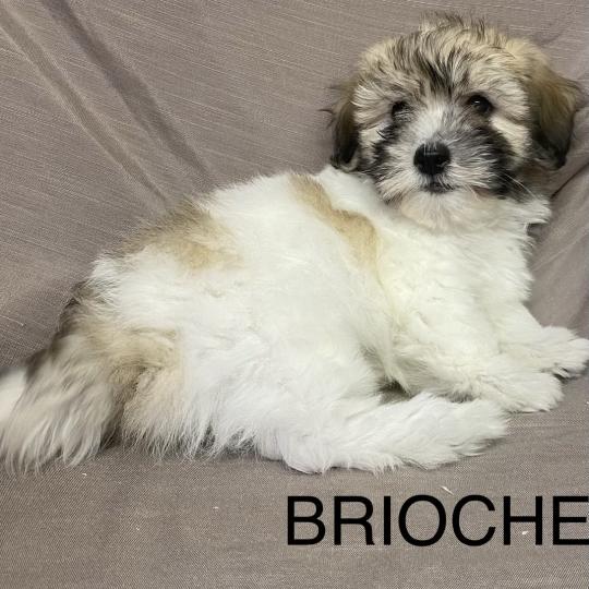 chiot Coton de tulear BRIOCHE Coton LOF disponible Domaine de la Chantelaie