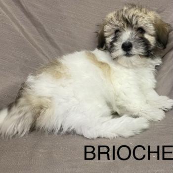 chiot Coton de tulear BRIOCHE Coton LOF disponible Domaine de la Chantelaie