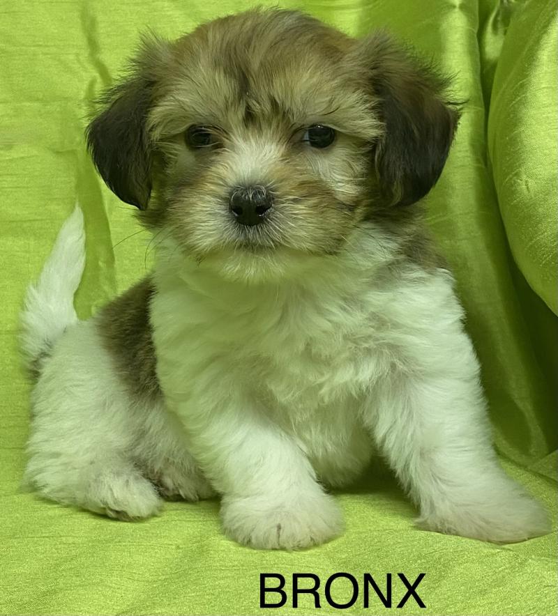 BRONX coton DISPONIBLE Mâle Coton de tulear