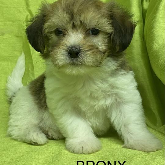 chiot Coton de tulear BRONX coton DISPONIBLE Domaine de la Chantelaie