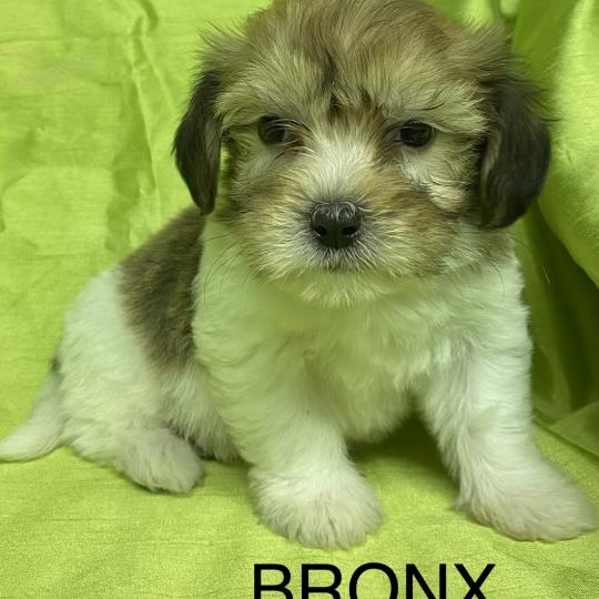 chiot Coton de tulear BRONX coton DISPONIBLE Domaine de la Chantelaie