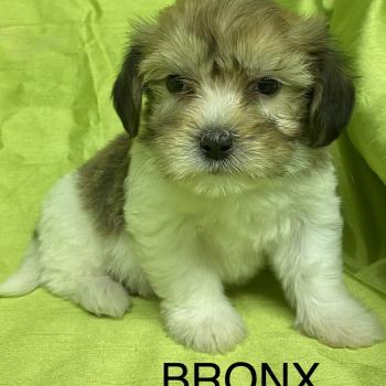 chiot Coton de tulear BRONX coton DISPONIBLE Domaine de la Chantelaie