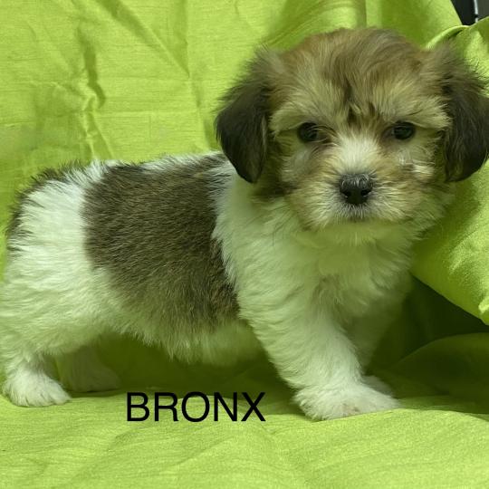 chiot Coton de tulear BRONX coton DISPONIBLE Domaine de la Chantelaie