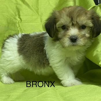 chiot Coton de tulear BRONX coton DISPONIBLE Domaine de la Chantelaie