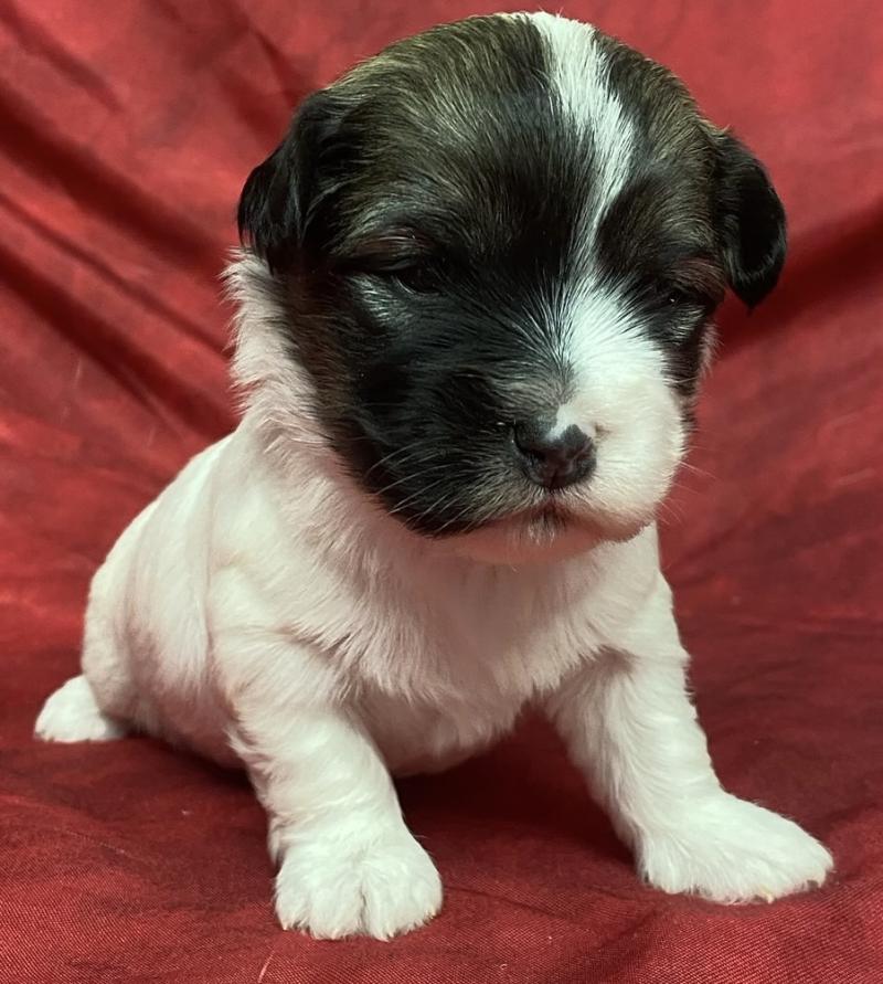 BRUNETTE. coton LOF à réserver Femelle Coton de tulear