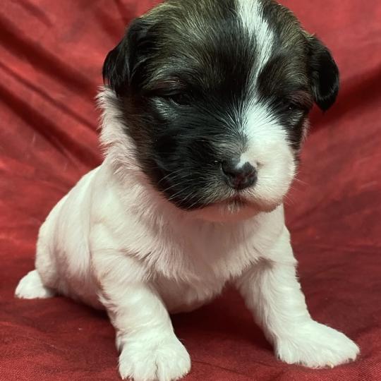 chiot Coton de tulear BRUNETTE. coton LOF à réserver Domaine de la Chantelaie