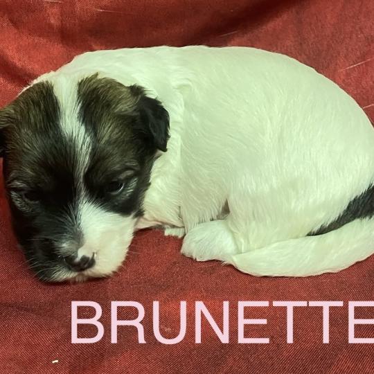 chiot Coton de tulear BRUNETTE. coton LOF à réserver Domaine de la Chantelaie