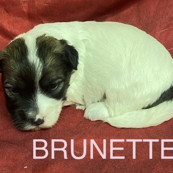 chiot Coton de tulear BRUNETTE. coton LOF à réserver Domaine de la Chantelaie
