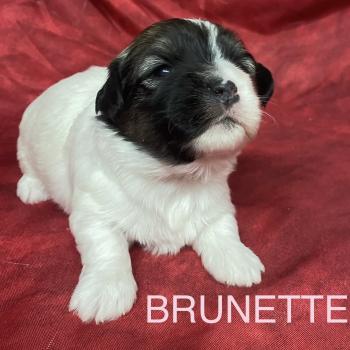 chiot Coton de tulear BRUNETTE. coton LOF à réserver Domaine de la Chantelaie
