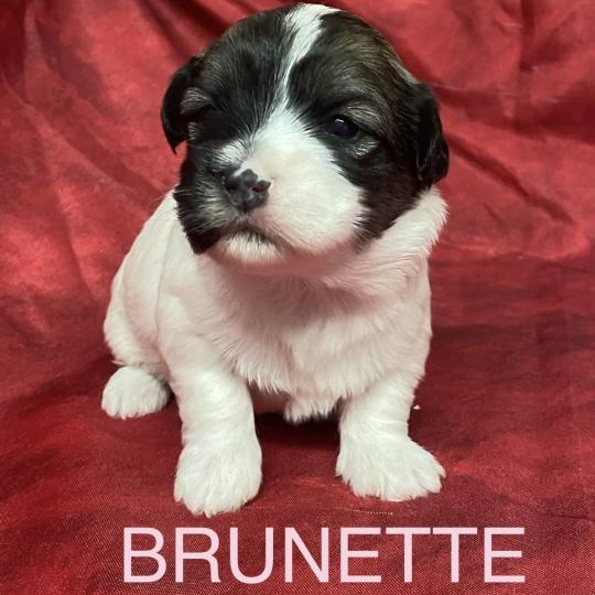 chiot Coton de tulear BRUNETTE. coton LOF à réserver Domaine de la Chantelaie