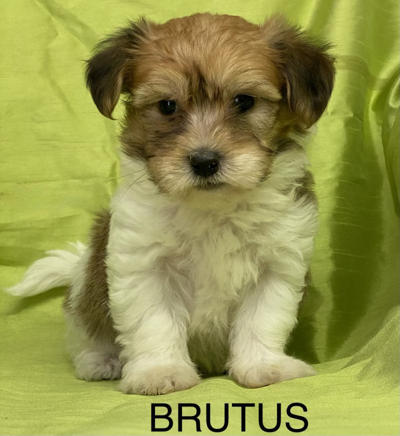 BRUTUS coton DISPONIBLE Mâle Coton de tulear